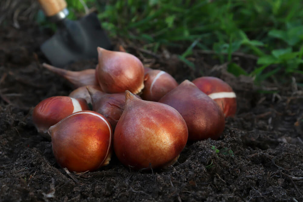 10 November Gardening Jobs You Must Complete - tulip bulbs