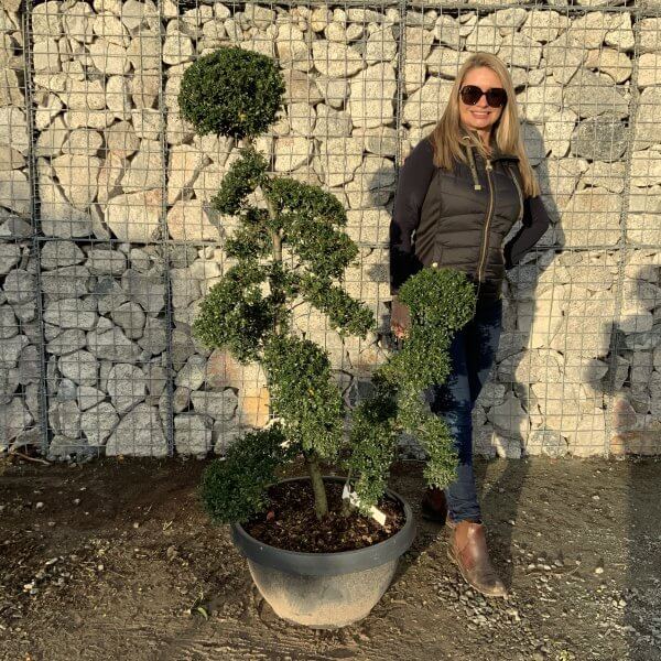 Ilex Crenata Kinme Cloud Tree F916 - 01726C30 E9AA 49BF B24B D6BA341AAA60 1 201 a scaled