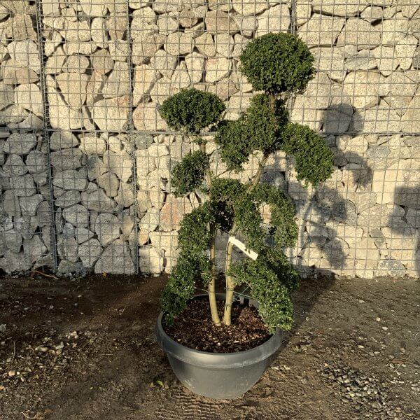 Ilex Crenata Kinme Cloud Tree F905 - 0D8DCF32 CA10 400A BBF1 5563C6A81CA8 1 201 a scaled