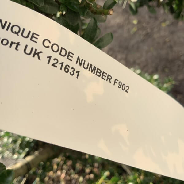 Ilex Crenata Kinme Cloud Tree F902 - 15C8C0E6 DB6B 4324 A32C 586DF91FFA7F scaled