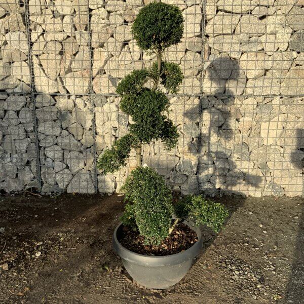 Ilex Crenata Kinme Cloud Tree F906 - 1B8E904A C7EF 496A B9F4 74E2ED956713 1 201 a scaled