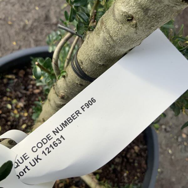 Ilex Crenata Kinme Cloud Tree F906 - 4787F754 D765 436F B99B 66F3037596B8 scaled