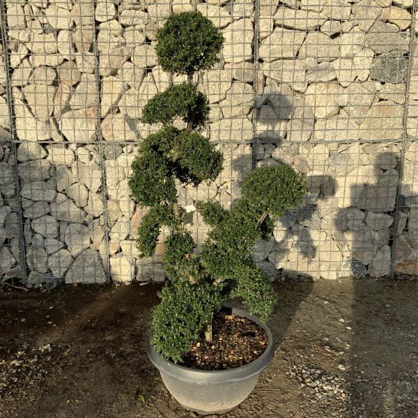 Ilex Crenata Kinme Cloud Tree F902 - 4F6CA3AC FBA5 4E70 B9C9 61A75862638A 1 201 a scaled