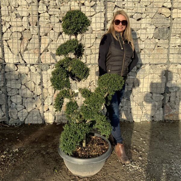 Ilex Crenata Kinme Cloud Tree F902 - 51710828 A975 4E7F A337 2361817AD9B9 1 201 a scaled