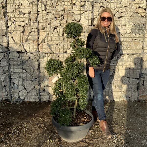 Ilex Crenata Kinme Cloud Tree F911 - 57C76A95 0121 4E47 A780 B582F37E3912 1 201 a scaled