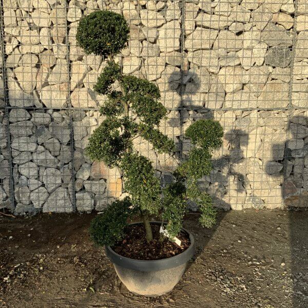 Ilex Crenata Kinme Cloud Tree F916 - 6B23660D 32DD 4B06 BB60 7204907EC05C 1 201 a scaled