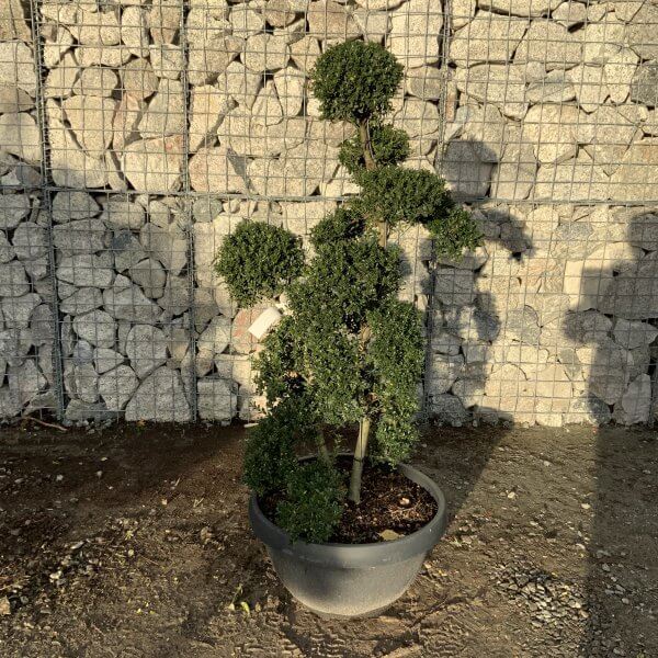 Ilex Crenata Kinme Cloud Tree F911 - 9A94D261 BEB8 4E60 86DD ECC13767FAC0 1 201 a scaled