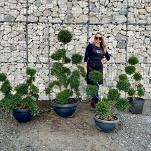 Ilex Crenata Cloud Trees