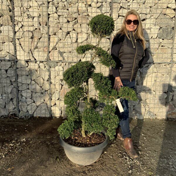 Ilex Crenata Kinme Cloud Tree F903 - B1F90E7F 5CCD 42B0 B869 F2165C543B94 1 201 a scaled