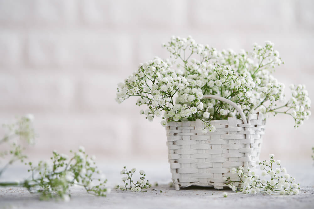 6 DIY Cheap Christmas Decorations From Your Garden - Baby Breath Plant Baby breath flower that can be added to your Christmas tree