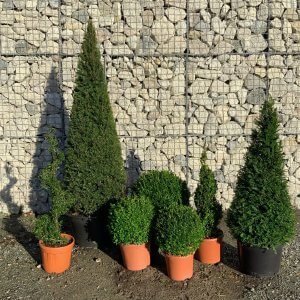 Topiary Trees