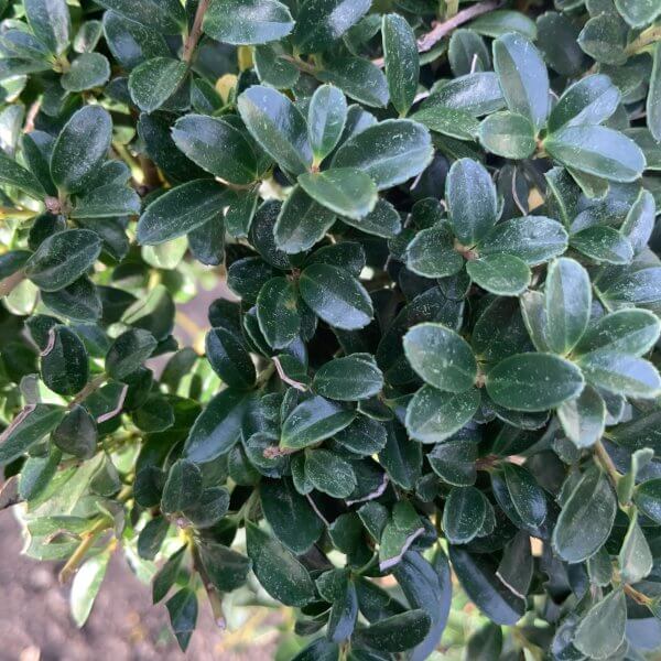 Ilex Crenata Kinme Cloud Tree G859 - D22E9104 E589 494A 8EC0 11B79C985EA6 1 201 a scaled