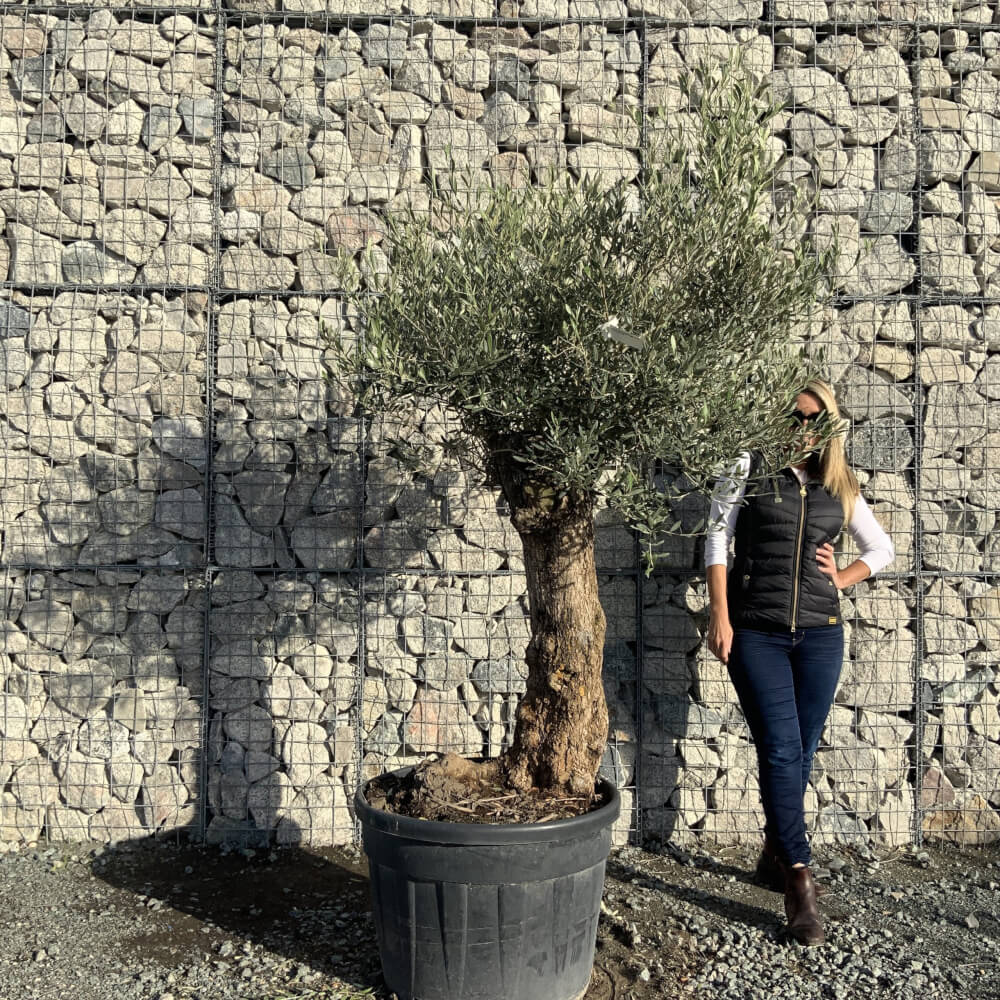 Buy Olive Trees UK For Sale Online Wide Range