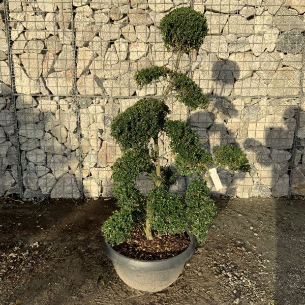 Ilex Crenata Kinme Cloud Tree F903 - E03B2D34 8419 45DF A285 CE964A78AE44 1 201 a scaled