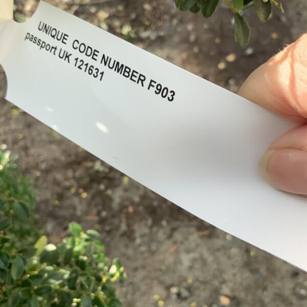 Ilex Crenata Kinme Cloud Tree F903 - E0D9802E AC95 4023 9634 1BD975FCBCDF scaled