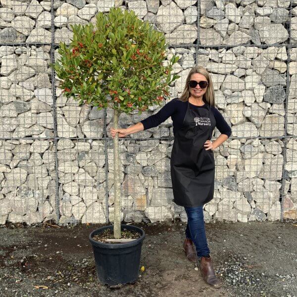 Holly Ilex Nellie R Stevens Half Standard 1.90 - 2M - IMG 2450 scaled