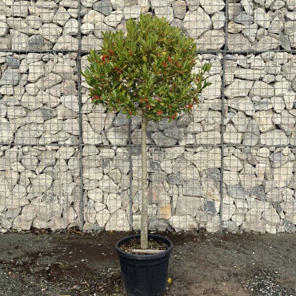 Holly Ilex Nellie R Stevens Half Standard 1.90 - 2M - IMG 2451 scaled