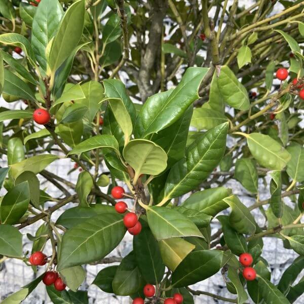 Holly Ilex Nellie R Stevens Half Standard 1.90 - 2M - IMG 2452 scaled