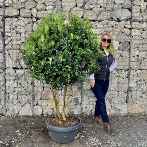 Ligustrum Texanum Floating Clouds