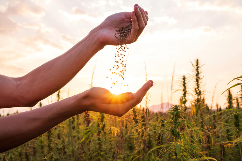 10 December Gardening Jobs You Must Complete - Plan next year crops and seeds 10 December Gardening Jobs You Must Complete - Plan next year crops and seeds