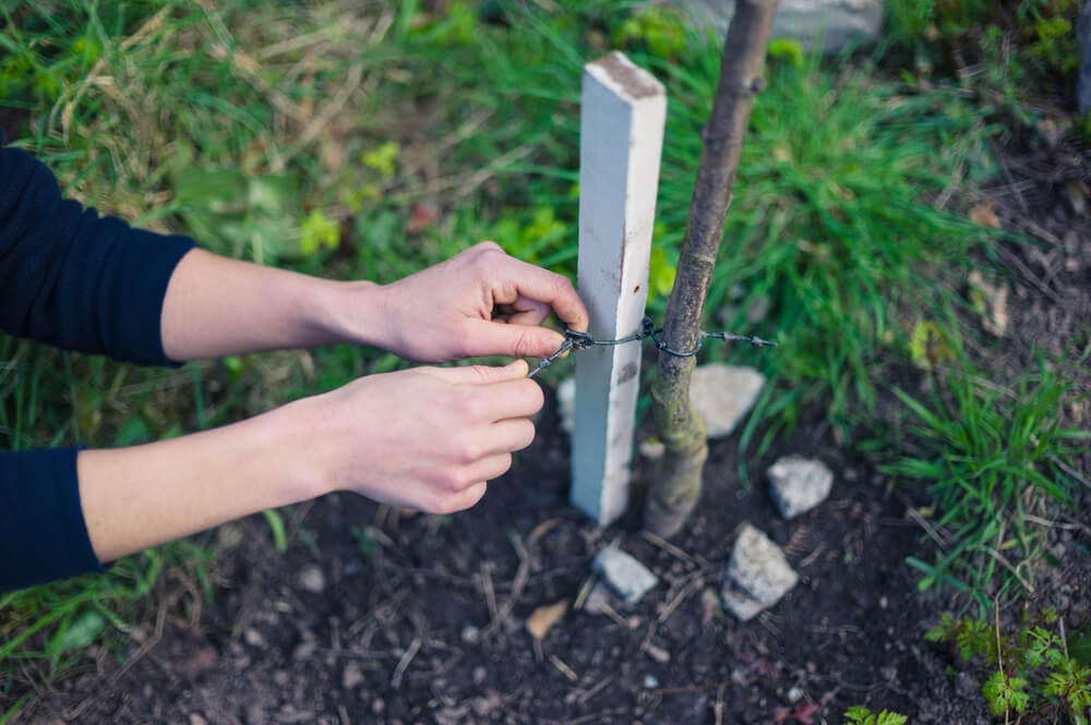 10 December Gardening Jobs You Must Complete - Tree staking