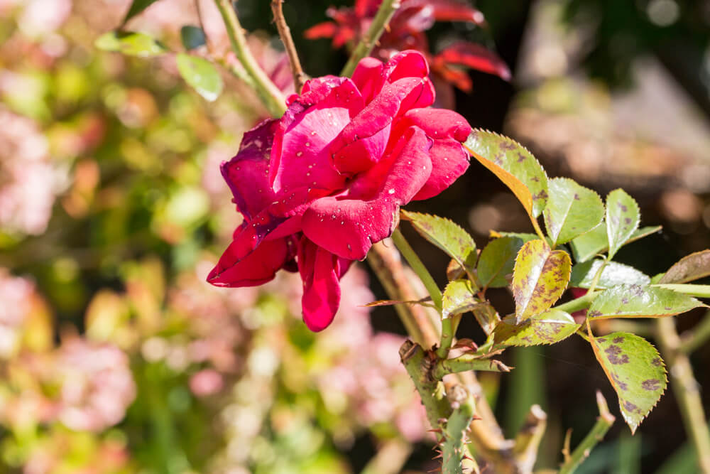 10 December Gardening Jobs You Must Complete - black spot roses