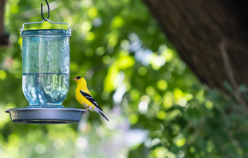 10 December Gardening Jobs You Must Complete - fresh water for birds 10 December Gardening Jobs You Must Complete - fresh water for birds