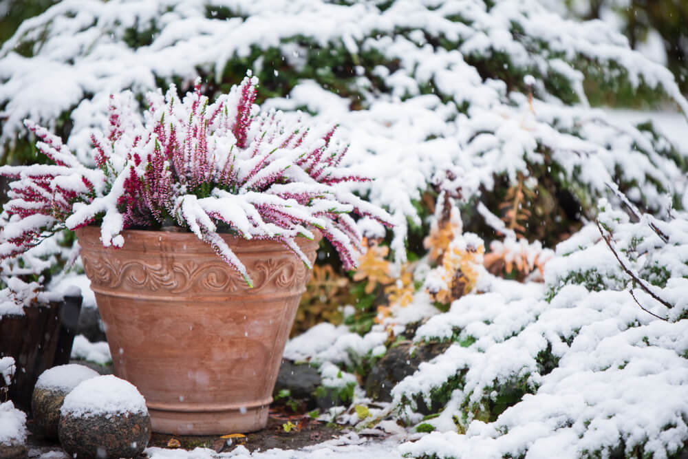 10 December Gardening Jobs You Must Complete - winter plant pot 10 December Gardening Jobs You Must Complete - winter plant pot