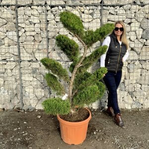 Juniperus Media 'Mint Julip'