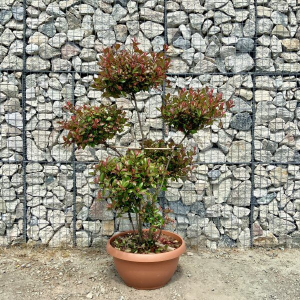 Photinia Nana (Little Red Robin) Pom Pom (LARGE) F964 - 19C45237 2A9F 4279 91C1 313C2CA3D1CB scaled