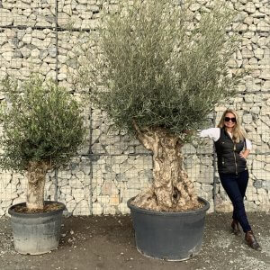 Gnarled Olive Trees