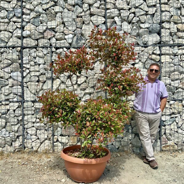 Photinia Nana (Little Red Robin) Pom Pom (LARGE) F967 - 328CFA5C EF19 4DCA BF73 C1325AAC5FB0 scaled