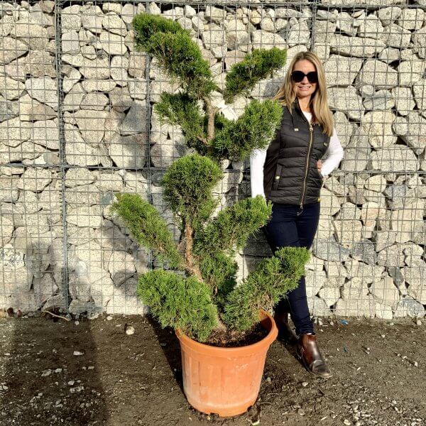 Juniperus Media Mint Julip Cloud Tree F940 - 3E3EB50F A03B 476C A91C D50628BE169C scaled