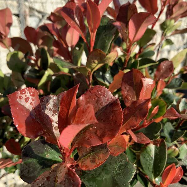 Photinia Nana (Little Red Robin) Pom Pom (LARGE) F967 - 3F1890DA EED1 4CE1 A491 2A92F4387802 scaled