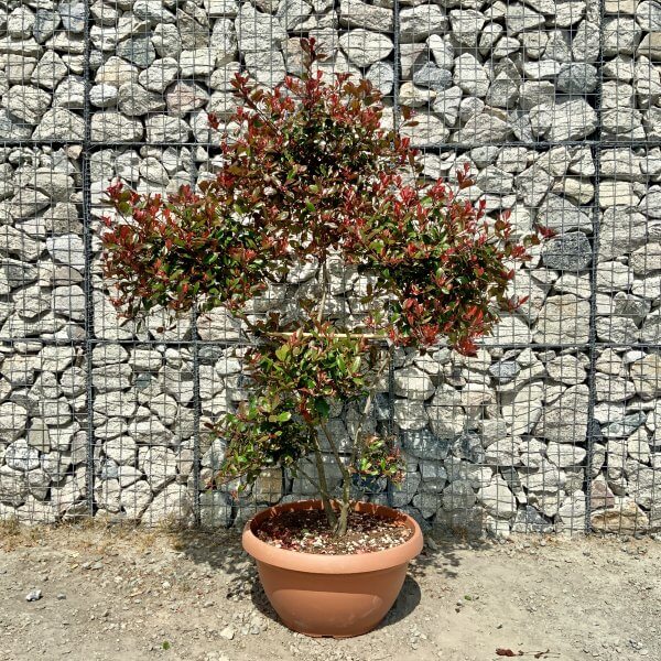 Photinia Nana (Little Red Robin) Pom Pom (LARGE) F969 - 44DA170B ED31 4D35 A731 D98DDA083D2C scaled