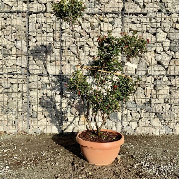 Photinia Nana (Little Red Robin) Pom Pom F949 - 4BA06196 3170 4038 B078 4AA350AE805D 1 105 c