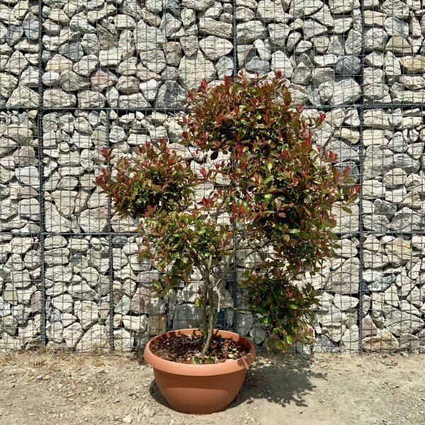 Photinia Nana (Little Red Robin) Pom Pom (LARGE) F965 - 4EE3116E F8FB 42E2 9670 810A12CB56F6 scaled