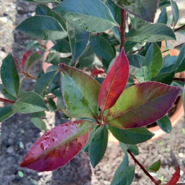 Photinia Nana (Little Red Robin) Pom Pom F947 - 5EC1E86C 45A9 49C9 9A99 7B4458C6AC75 1 105 c