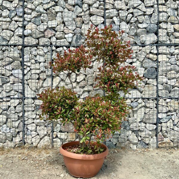 Photinia Nana (Little Red Robin) Pom Pom (LARGE) F967 - 734C97A7 2AC1 4886 8ADC E06BB392F9E8 scaled