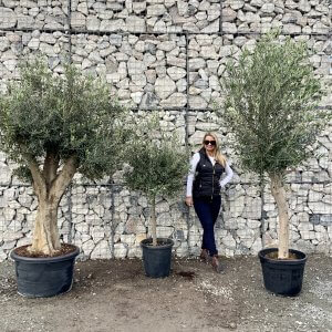 Tuscan Olive Trees