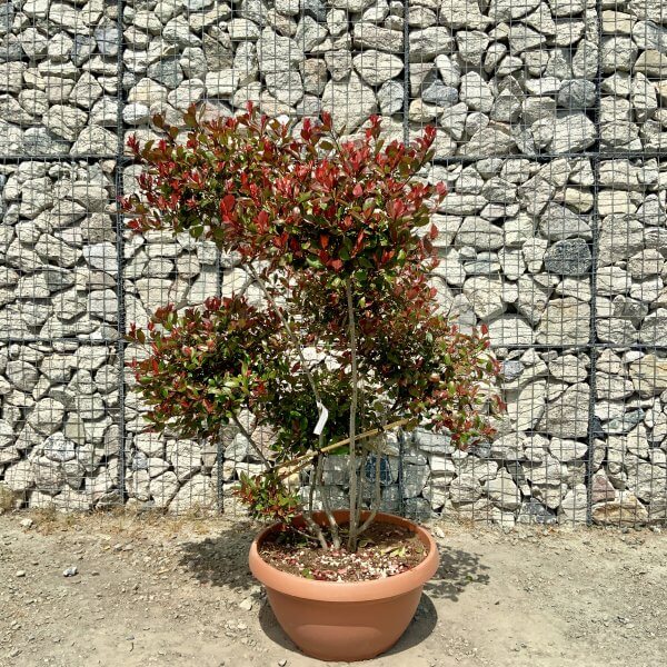 Photinia Nana (Little Red Robin) Pom Pom (LARGE) F968 - 7AD55079 2608 4882 8771 D67878F90251 scaled