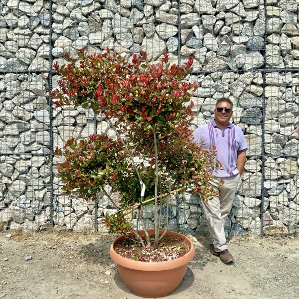 Photinia Nana (Little Red Robin) Pom Pom (LARGE) F968 - 7ED95EAF 1992 4187 8833 92A95700E3D4 scaled