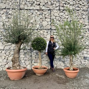 Patio Pot Olive Trees
