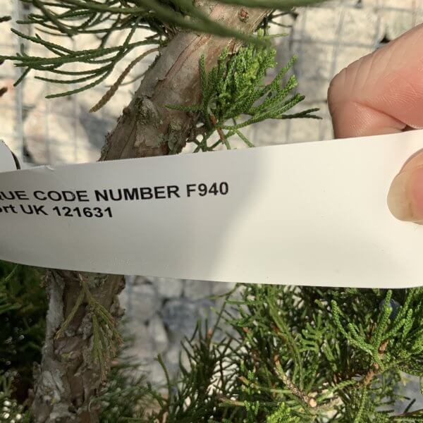 Juniperus Media Mint Julip Cloud Tree F940 - 8B48F36C 98B5 4034 A4A5 53729FDE190C scaled
