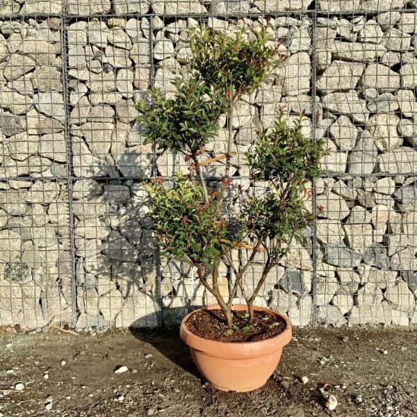 Photinia Nana (Little Red Robin) Pom Pom F951 - AADF8788 282C 4740 BA9F C08AD371BE18 1 105 c