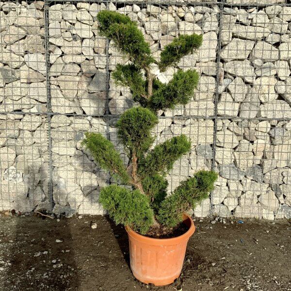 Juniperus Media Mint Julip Cloud Tree F940 - B66972CB D0C8 4D99 82A8 E02F14986C20 scaled
