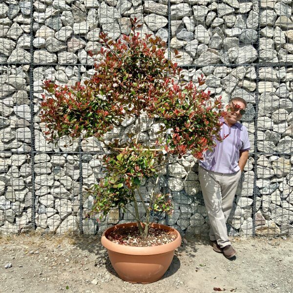 Photinia Nana (Little Red Robin) Pom Pom (LARGE) F969 - C33981DD 4B06 499B 99E0 B6CAE5365E1C scaled