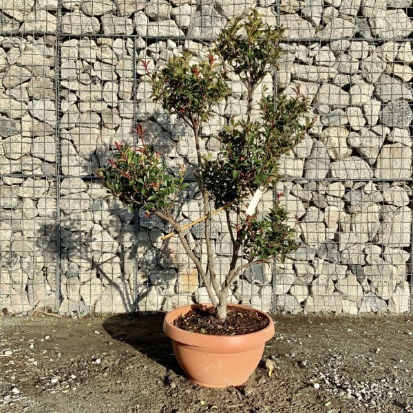 Photinia Nana (Little Red Robin) Pom Pom F946 - C80EF4E1 8E9D 4EC2 820C A87342E080EE 1 105 c