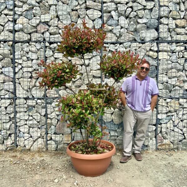 Photinia Nana (Little Red Robin) Pom Pom (LARGE) F964 - D11340A0 948D 41BF AFE5 8BFFFB866C9E scaled