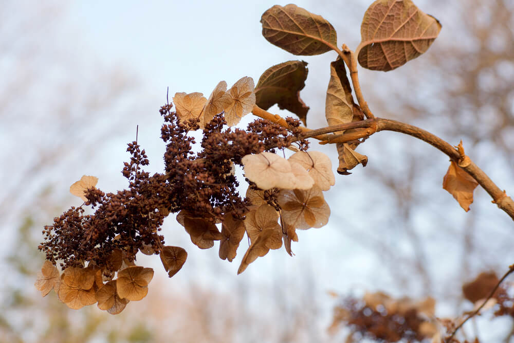 10 January Gardening Jobs You Must Complete - Doormant Plants 10 January Gardening Jobs You Must Complete - Doormant Plants
